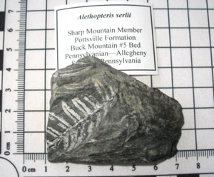 Pennsylvanian Carboniferous plant fossil Alethopteris Allegheny Pennsylvania #18 - Bild 1 von 3