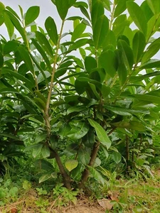 Ich verkaufe Lorbeerbäume für eine 100/150 cm hohe Hecke (Prunus laur. Novita) - Bild 1 von 5