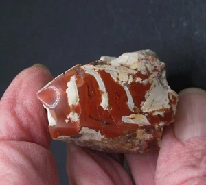 Yellow Cat Petrified Wood - Polished - 1.2 oz. * Red & White - Picture 1 of 6