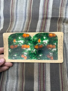 Vintage KEYSTONE Stereoview ORANGE BLOSSOMS & FRUIT Los Angeles California - Bild 1 von 4