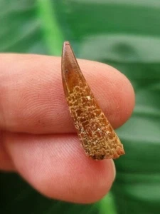 2,2 cm Flugsaurier Siroccopteryx moroccensis Zahn - Bild 1 von 4