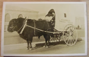 #80 – 1920s-40s RPPC Postcard, Bison Drawn Adv. Cart – Grandview Ranch, Colville - Picture 1 of 4
