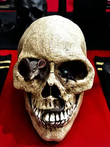 Skull with Mouse and Bug in Eyes Money and Coin Piggy Bank - Picture 1 of 7