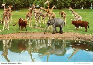 (av49) Longleat Elephante y Jirafas Warminster - Postal de Wiltshire - Imagen 1 de 2
