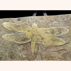 Cretaceous dragonfly fossil Sinaeschnidia cancellosa - Picture 1 of 4