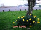 Photo  Broadsands Beach Car Park - Daffodils A Clump Of Daffodils Brightens Up T