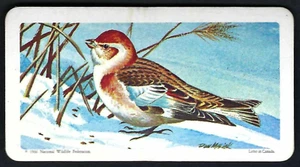 BROOKE BOND (CANADA) - CANADIAN / AMERICAN SONGBIRDS - #48 SNOW BUNTING - Picture 1 of 2