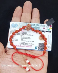 12 Mukhi Rudraksh /Twelve Face Rudraksha Java Bead 12-14 mm Bracelet- Certified - Picture 1 of 4