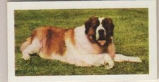 Hornimans Tea Dog Cards 1961. St. Bernard