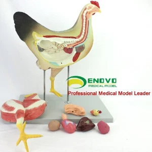 52 cm/21"/3,9 kg gallina, 8 piezas, modelo anatómico de enseñanza animal plástico, 12009 - Imagen 1 de 11