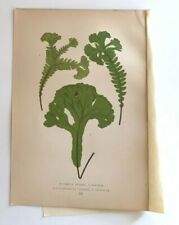 1871 LOWE Antique Print: LOMARIA SPICANT V Fern Botanical Plant Decor Gift
