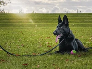 Belgian Malinois Training Lead Choice of Sizes 1.5-2m UK Seller - Picture 1 of 15