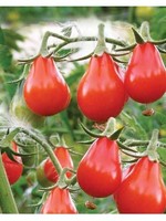 Tomato Red Pear Seeds organic non gmo Ukraine 20 seeds D Farmer's dream