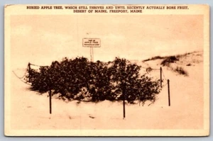 White Border Postcard Buried Apple Tree Desert of Maine - Picture 1 of 2
