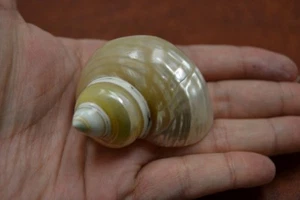 GOLDEN PEARL SILVERMOUTH TURBO HERMIT CRAB SEA SHELL 2" - 2 1/2" - Picture 1 of 2