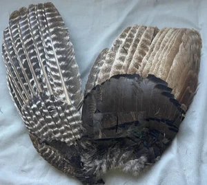 1 Erythristic Red Phase Wild Turkey Wing Right (1) - Picture 1 of 1