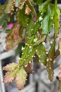RARE RED RHIPSALIS HOULLETIANA CUTTINGS CACTUS INDOOR/OUTDOOR SUCCULENTS 3-34 - Picture 1 of 9