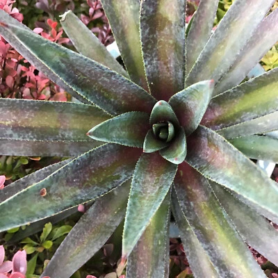 "Painted Desert" VARIEGATED Mangave STARTER Plant Agave & Manfreda Hybrid 4"Wide - Image 1 of 3