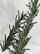 Sprigs Winter Growing Rosemary Herb Clippings Cocktails & Cooking & Aromatherapy