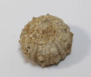 Seeigel, Salenia geometrica, Kreide, Campan, Blanzaguet, Frankreich -a551 - Bild 1 von 5