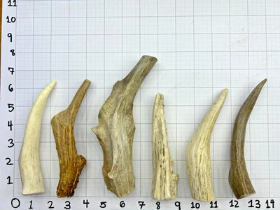 6-7.5" Deer Antler Dog Chew, Grade A, Natural Shed Treat for Dogs – 4 Pack - Image 1 of 4