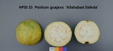 50 Semi Psidium guajava Guava Allahabad safeda Pianta tropicale Frutto seeds
