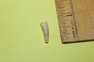 Pterasaur Tooth Coloborhynchus Kem-Kem Basin Morocco PT5 - Picture 1 of 3