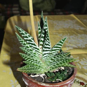 Tiger Aloe Variegata Tropical Succulent House Plant Seeds - 10 Rare Seeds - Picture 1 of 3