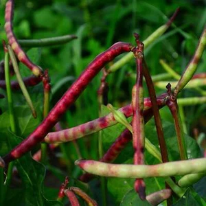 Top Pick Brown Crowder Cowpea - 50 Seeds - Picture 1 of 8