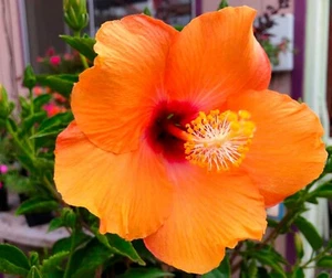🌺🌺 MADAGASCAR hibiscus MOSCHEUTOS mallow  Malvaceae STARTER 7 cuttings HC6830 - Picture 1 of 2