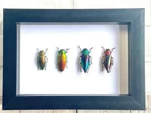 4 x Jewel Beetle Collection Buprestidae Caja Profunda Marco Exhibición Insecto Insecto - Imagen 1 de 2