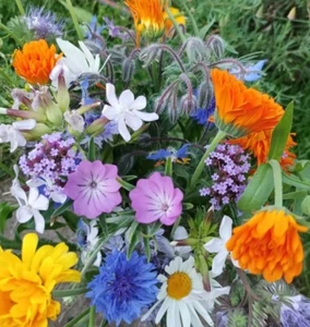 SOMMERBLUMEN 1.000 Samen Schnittblumen Mischung Blumenwiese Blumenmischung - Bild 1 von 24
