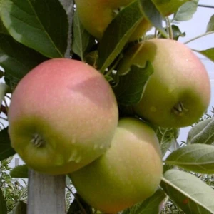 Braeburn - Winterapfel Apfelbaum Zwergbaum Buschbaum Halbstamm Hochstamm - Bild 1 von 17