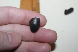 Fossil Alligator Mississippiensis Tooth Megalodon Era AM2 - Picture 1 of 3