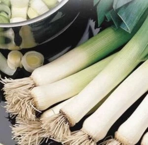 LEEK Carentan 100 Seeds HEIRLOOM vegetable garden AUTUMN WINTER cool season EASY - Picture 1 of 1