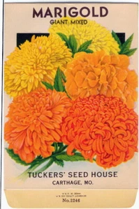 Vintage Flower Seed Packet MARIGOLD 1920s "NO SEEDS" Original Lithograph  - Picture 1 of 2