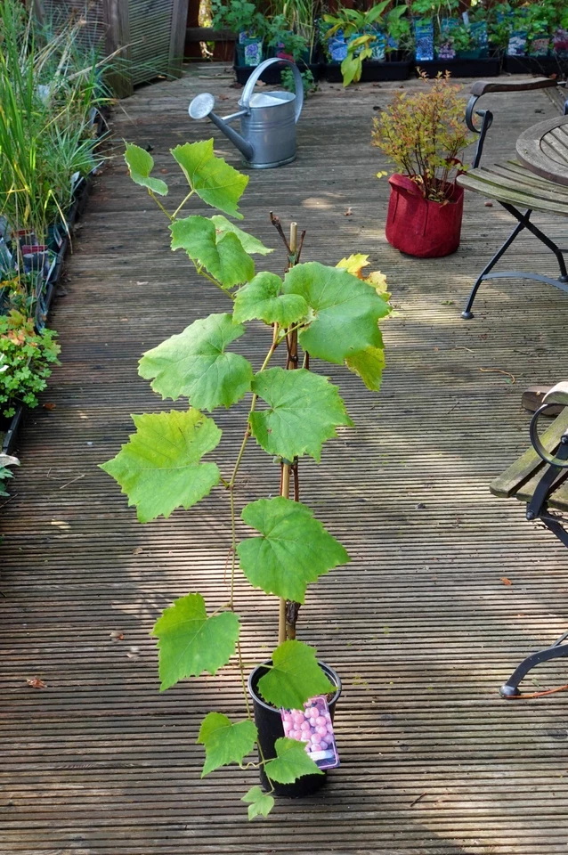 Weintraube Vanessa rosé süß kernlos Rebstock 60-100 cm im 3-Liter Container - Bild 1 von 1