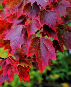 Acer rubrum cv "brandywine" - acero rosso (Vaso quadro 9x9x20 cm) - 90-100cm - Foto 1 di 4
