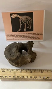 Panthera spelaea Asian Cave L. Vertebra Spine 10,000++ Yrs Old 3” CS 315 - Picture 1 of 4