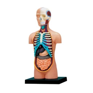 Modello anatomico corpo busto umano modello corpo umano regalo per infermiere, studenti di medicina - Foto 1 di 8