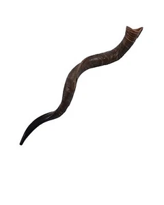 Shofar Kudu jemenitische Antilope Horn Größe zwischen 40-44" ganz natürlich + Geruchsspray - Bild 1 von 7