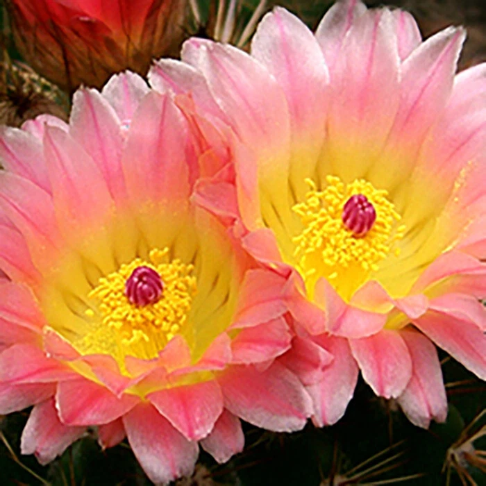 Notocactus Herteri ssp Roseoluteus - ¡Magníficas flores! Foto 1 de 4