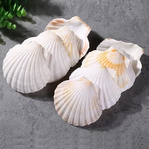 Large Scallop Shells for Baking 6PCS 4.5-5" White Hawaiian DIY Craft - Picture 1 of 7