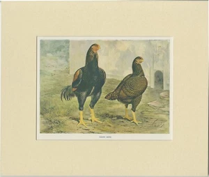 Antique Bird Print of Indian Game Chicken - Picture 1 of 1