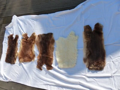 5 Hasenfell Hasenfelle Felle Kaninchenfell Echtfell KV4 - Bild 1 von 4