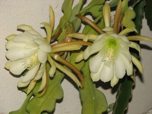 25 in. Crenatum Chichicastenago Epiphyllum cactus plant - Picture 1 of 8