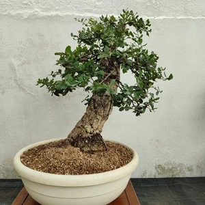 PRE BONSAI ESEMPLARE DI QUERCIA DA SUGHERO - Foto 1 di 8