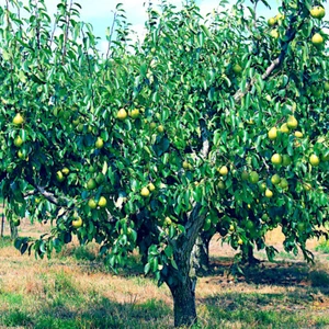 EUROPEAN PEAR TREE SEEDS (Pyrus Communis) Fast Hardy Fruit Flower Garden Plant - Picture 1 of 12
