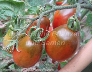 🔥 🍅 VENUSBRÜSTCHEN bunte Tomate 10 Samen alte Sorte Tomaten samenfest - Bild 1 von 1
