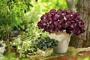 25- OXALIS PURPLE SHAMROCK BULBS - Love Plant, Good Luck Plant - Picture 1 of 10